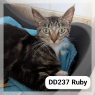 Ruby + Bella, chat à l’adoption à la SCPA de Carcassonne