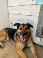Volt, chien à l’adoption à la SCPA de Carcassonne