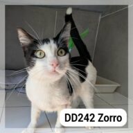 Zoro, chat à l’adoption à la SCPA de Carcassonne