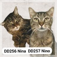 Nina & Nino - F.A., chat à l’adoption à la SCPA de Carcassonne