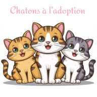 Chatons à l'adoption en F.A., chat à l’adoption à la SCPA de Carcassonne
