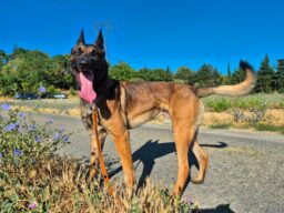 Alpha, chien à l’adoption à la SCPA de Carcassonne