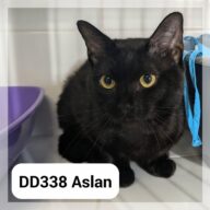 Aslan, chat à l’adoption à la SCPA de Carcassonne