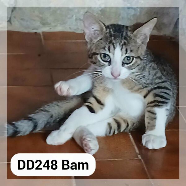 Bam en F.A.
