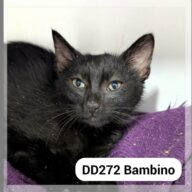 Bambino en F.A., chat à l’adoption à la SCPA de Carcassonne