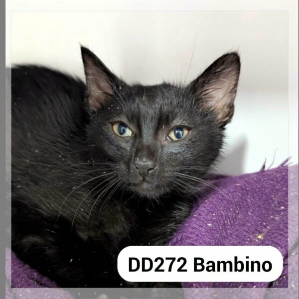 Bambino