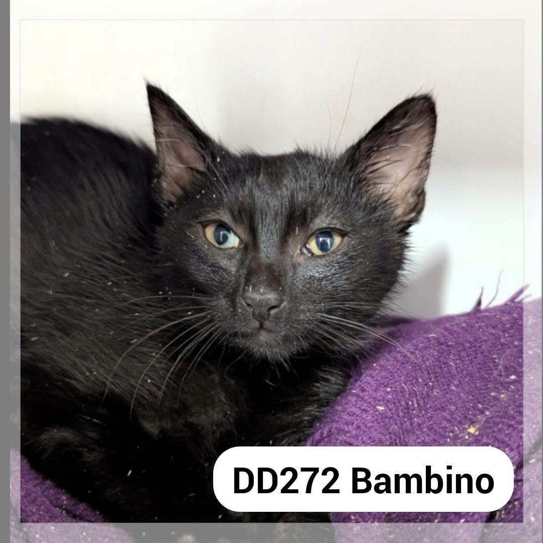 Bambino