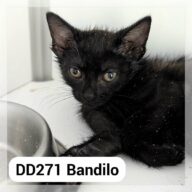 Bandilo, chat à l’adoption à la SCPA de Carcassonne