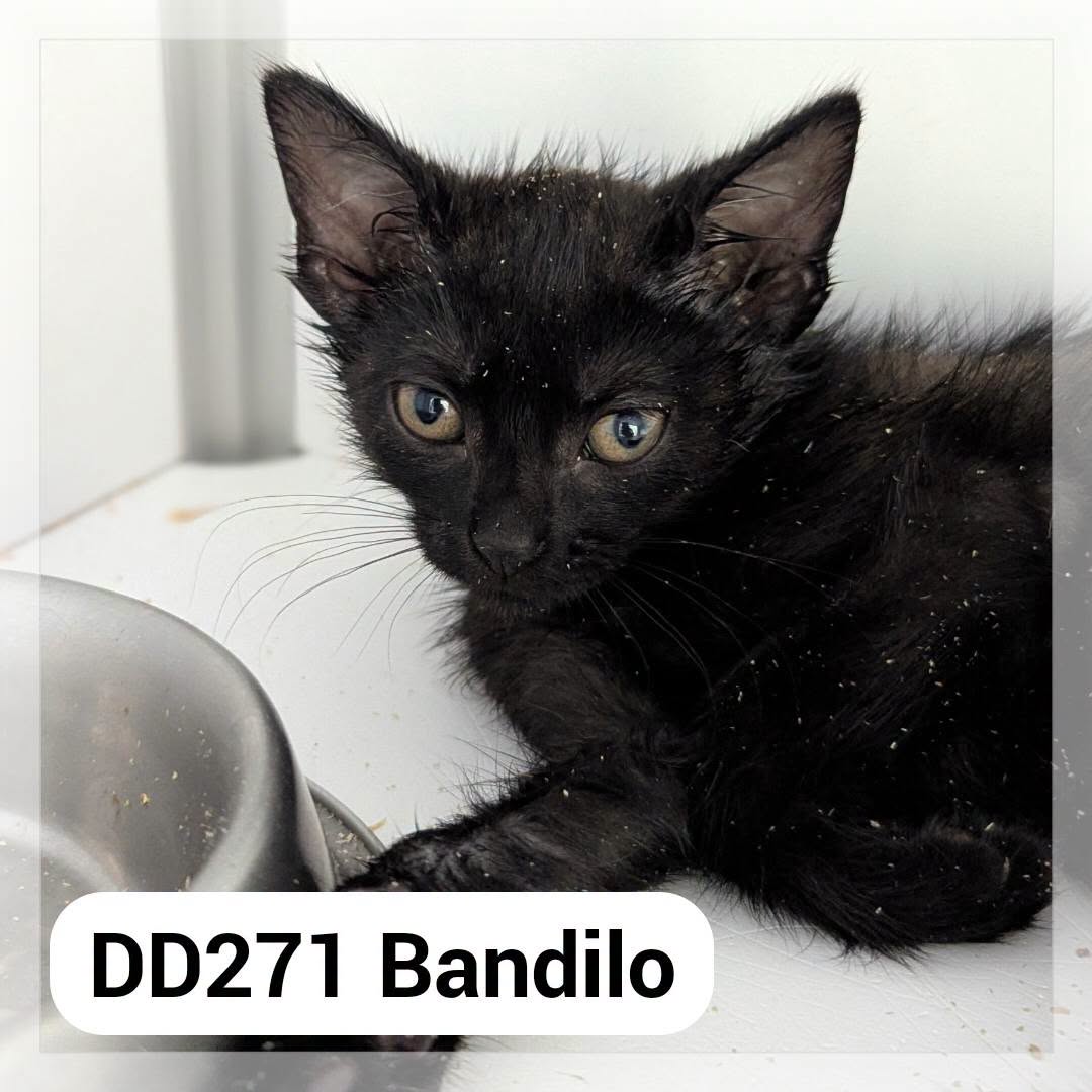 Bandilo