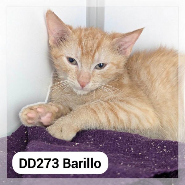 Barillo