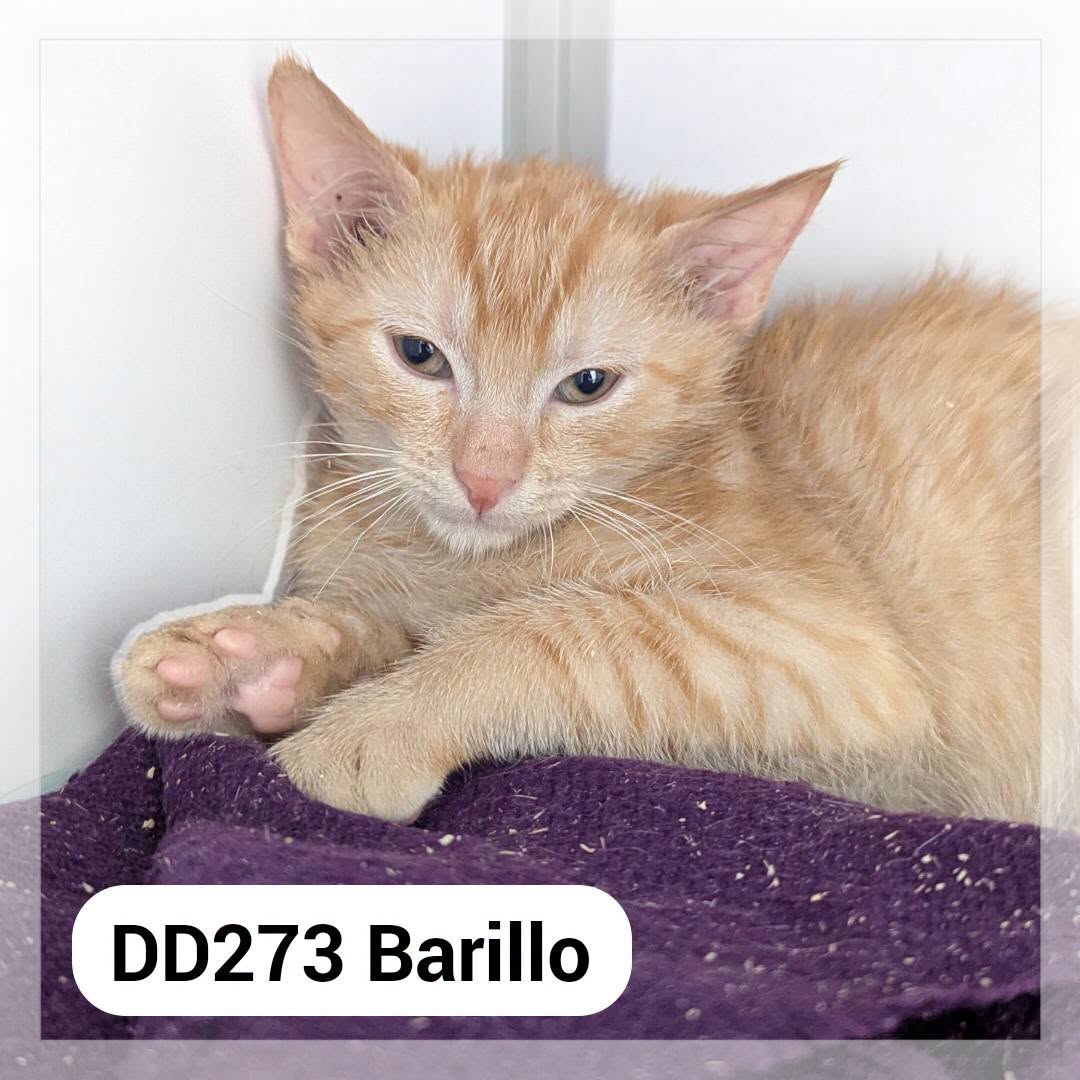 Barillo