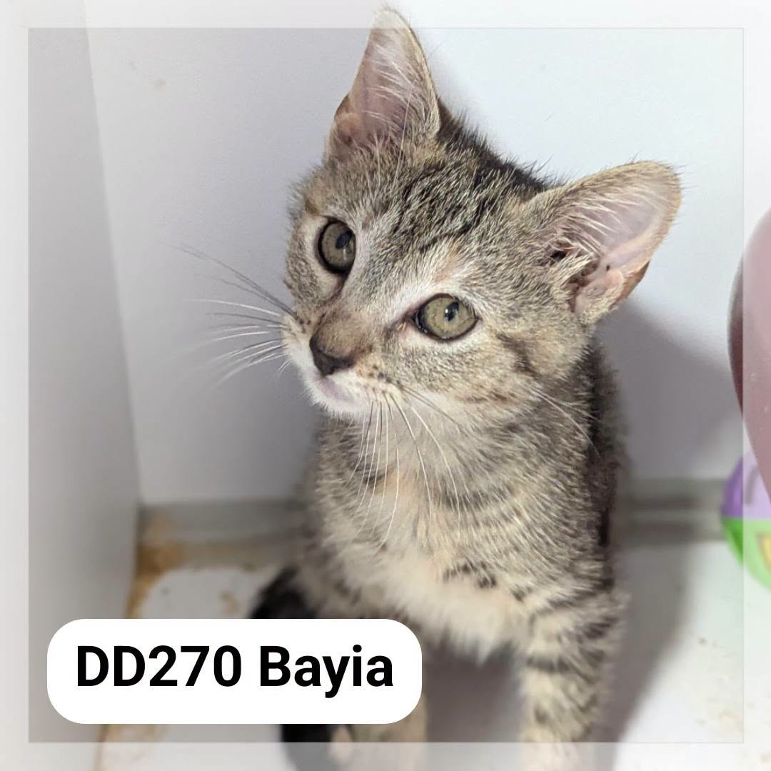 Bayia