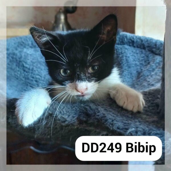 Bibip en F.A.