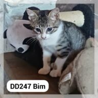 Bim en F.A., chat à l’adoption à la SCPA de Carcassonne