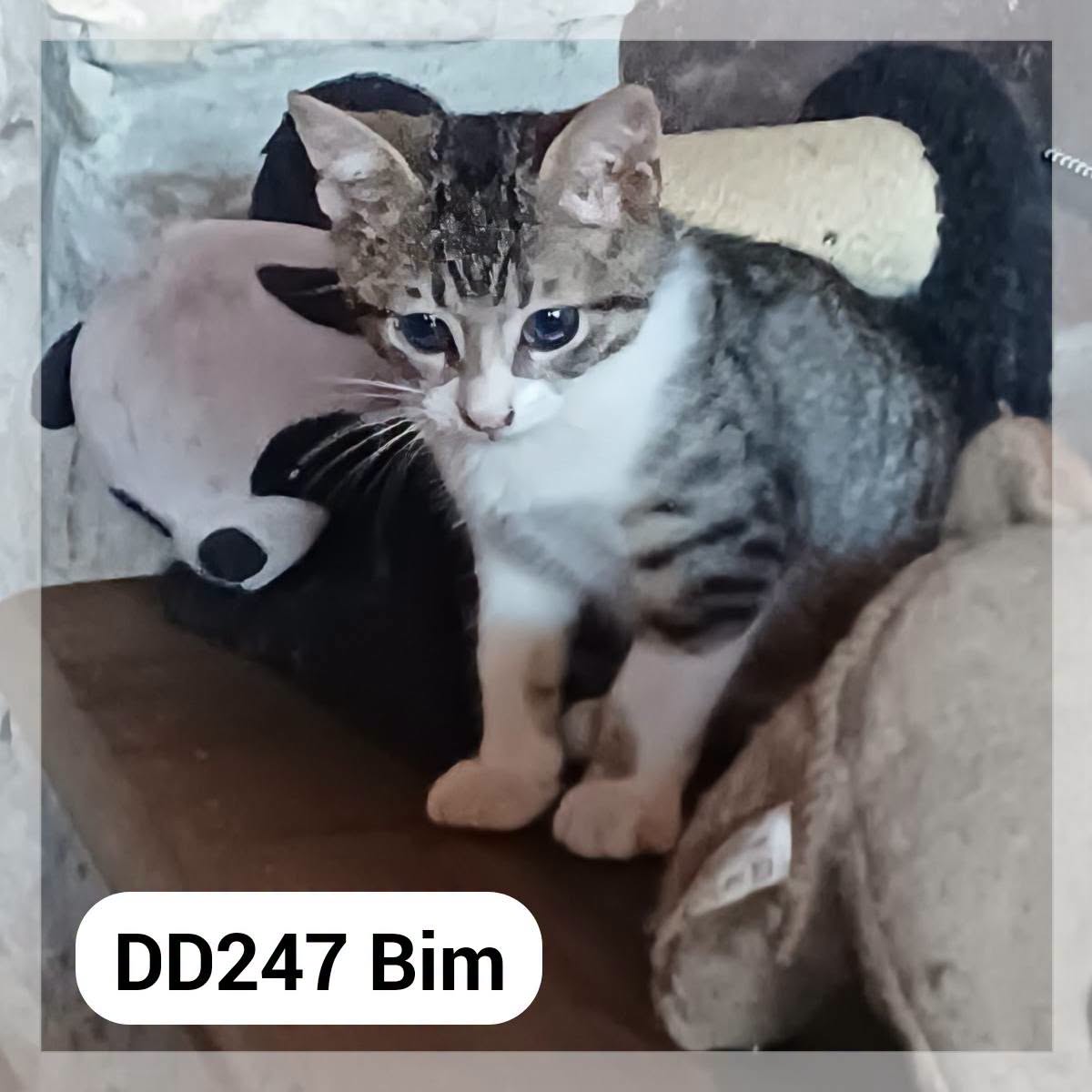 Bim