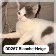Blanche Neige, chat à l’adoption à la SCPA de Carcassonne
