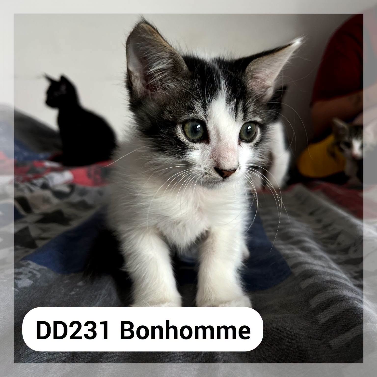 Bonhomme