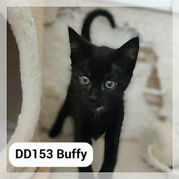 Buffy