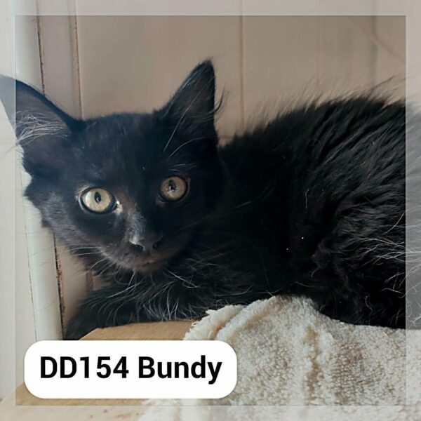 Bundy