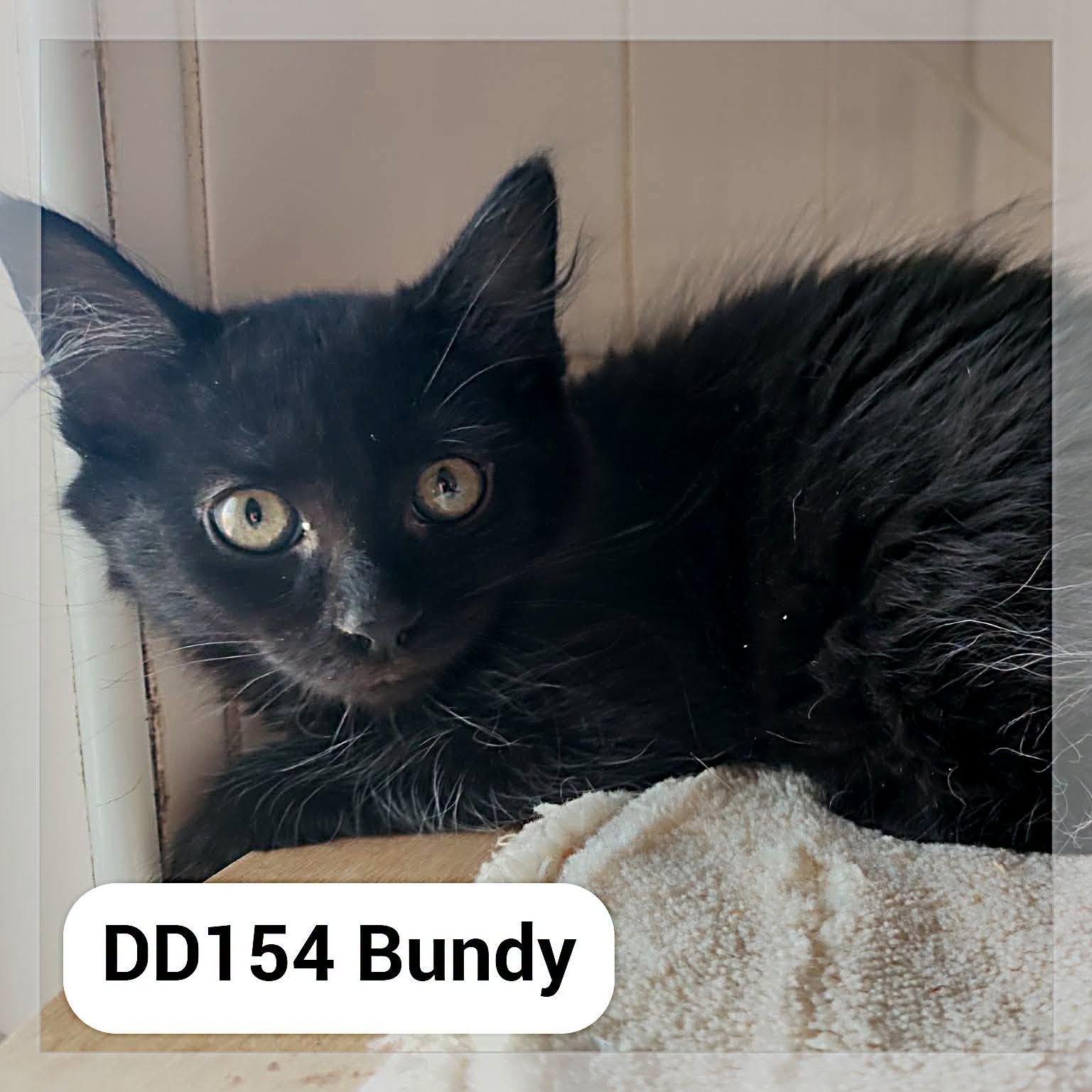 Bundy