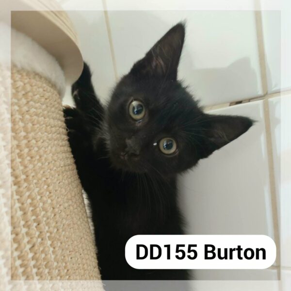 Burton