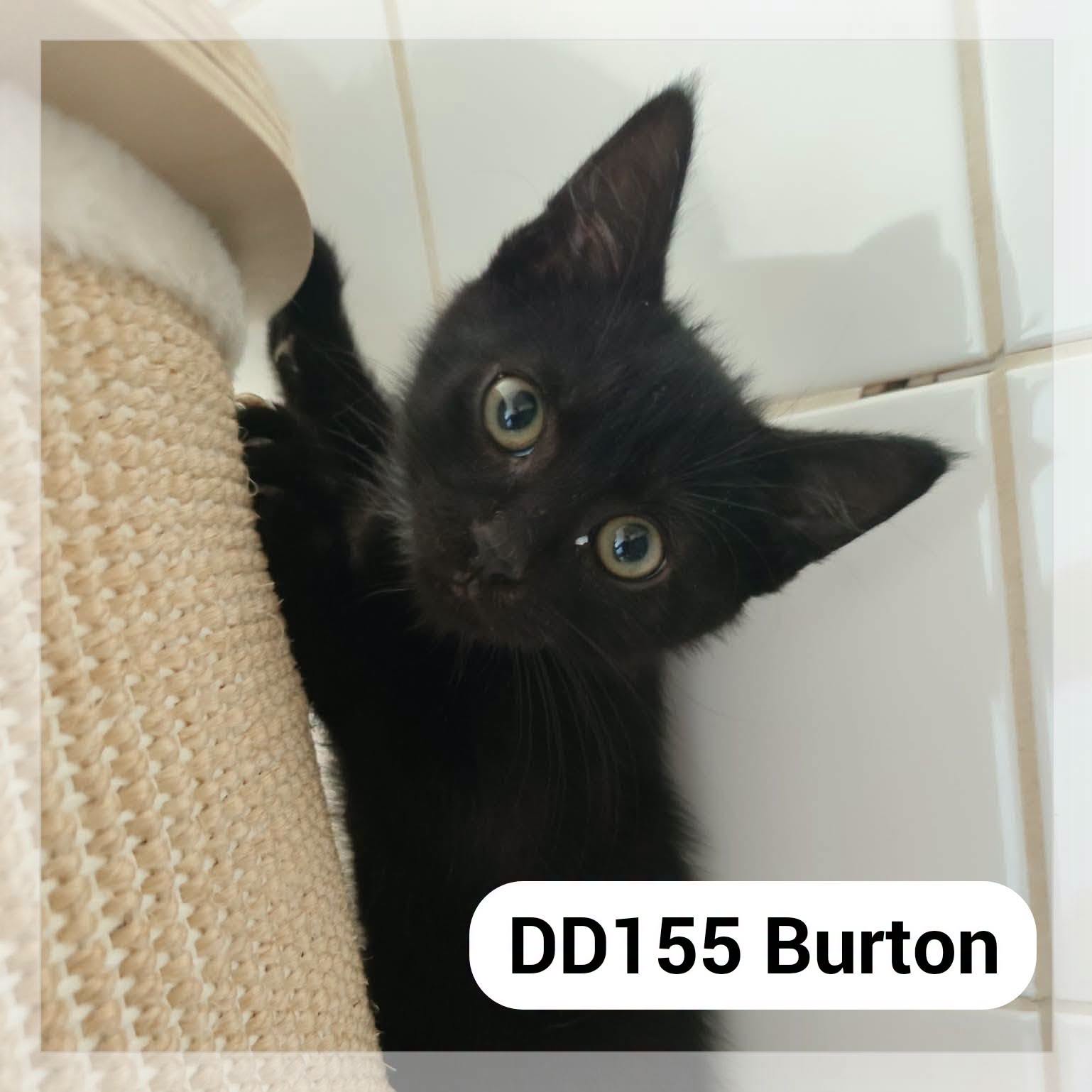 Burton