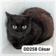 César, chat à l’adoption à la SCPA de Carcassonne