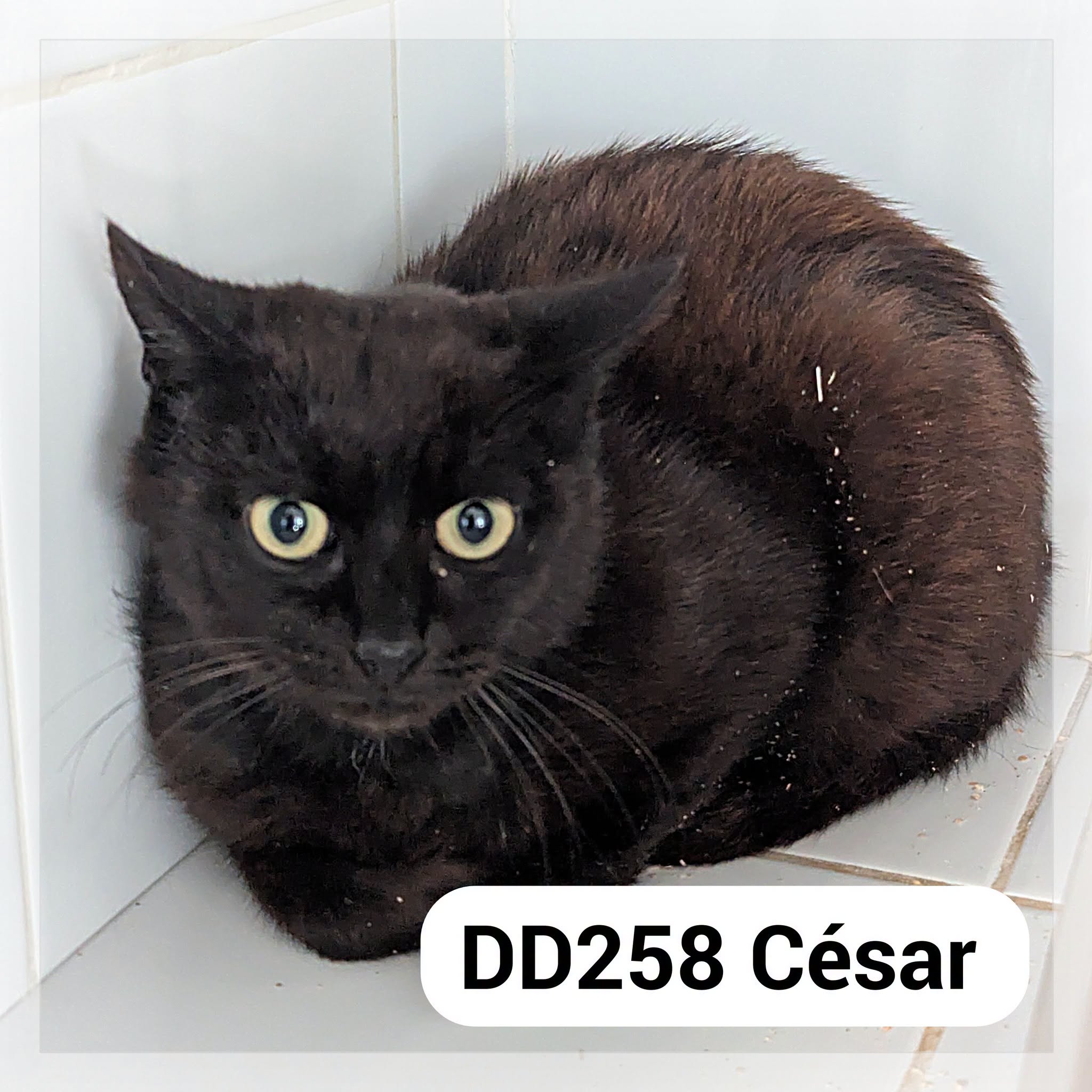César