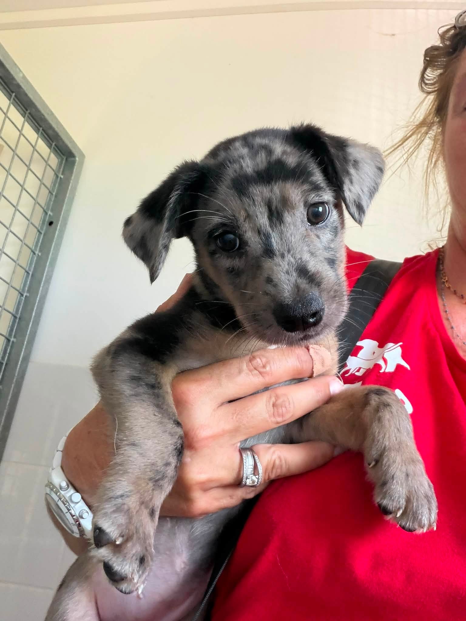 Chiot 2