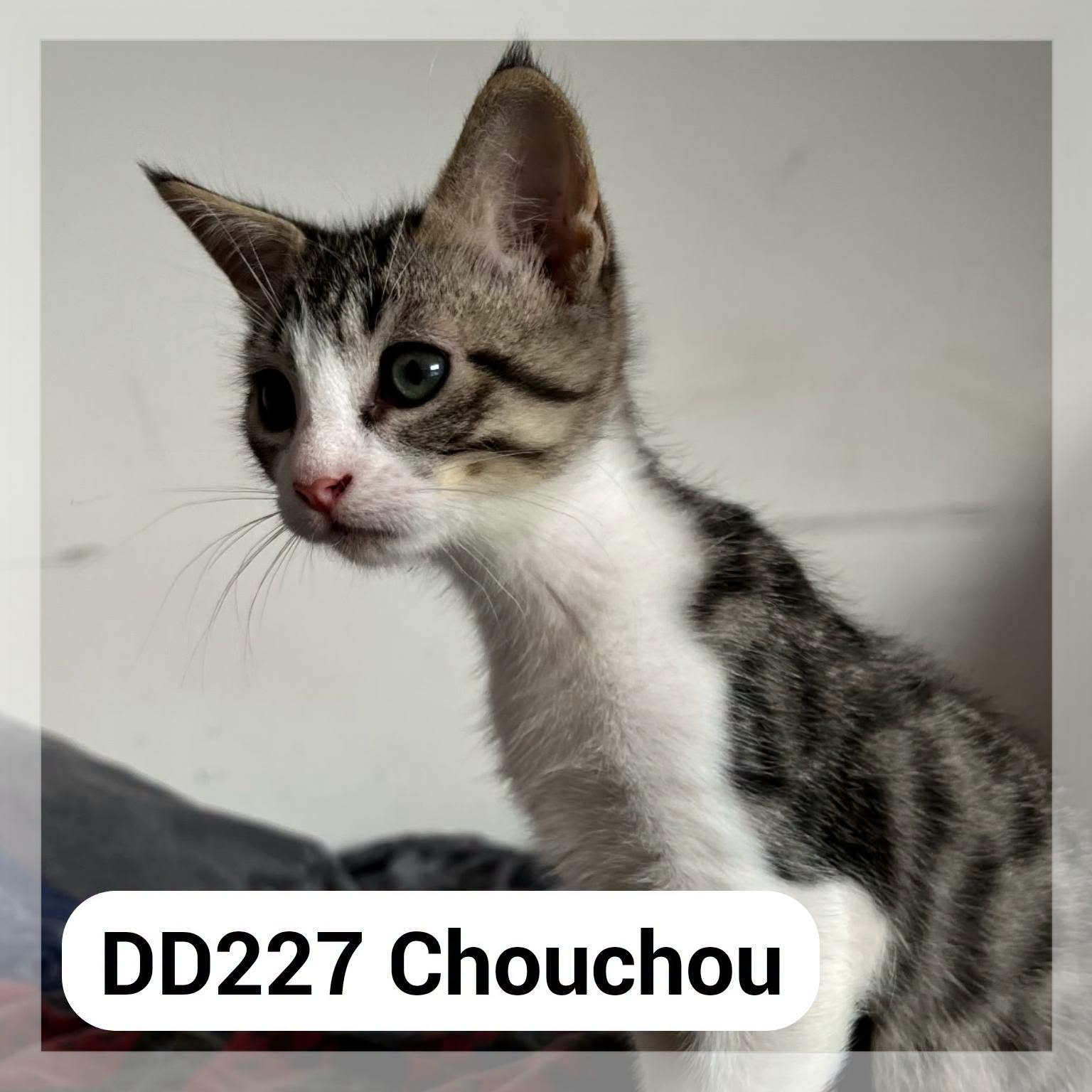 Chouchou