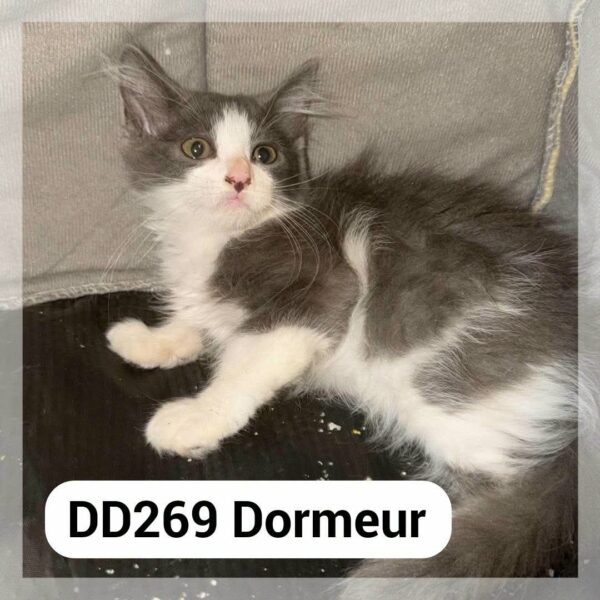 Dormeur en F.A.