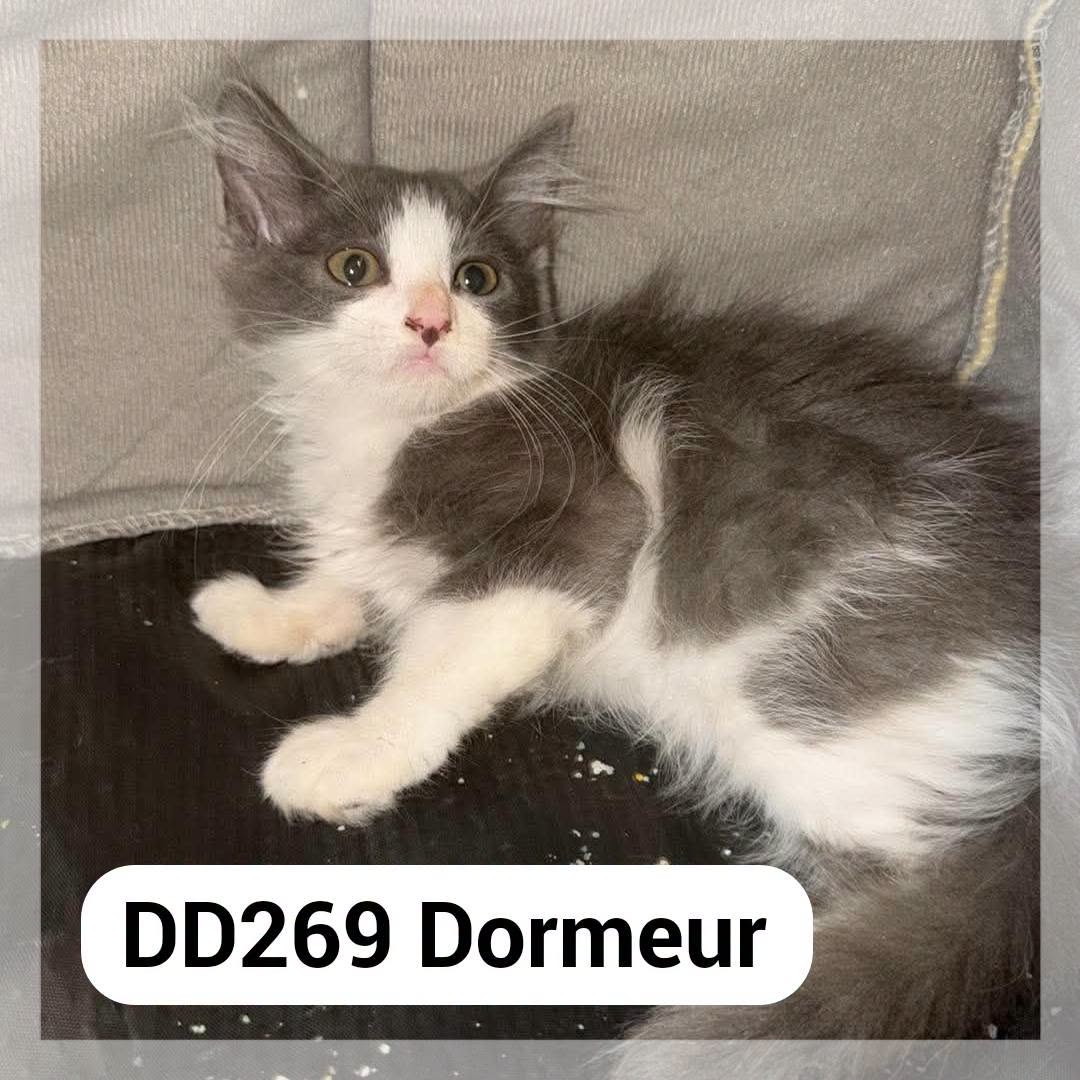 Dormeur