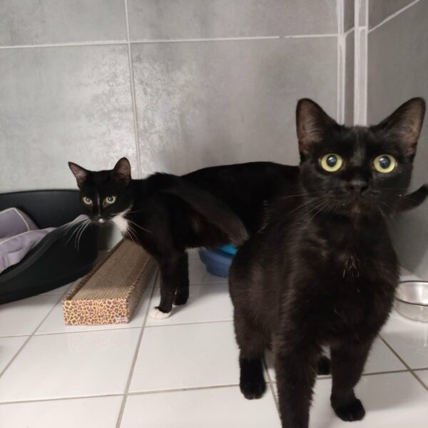 20/07 – FOURRIÈRE Chat – DD349 & DD350
