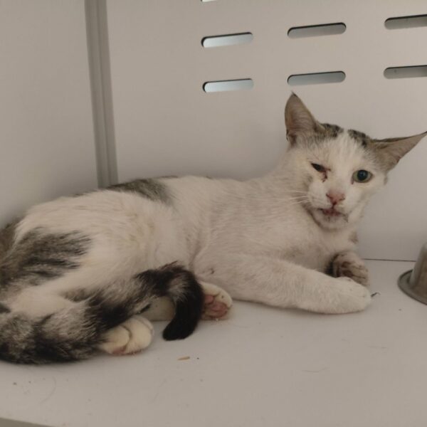 25/07 – FOURRIÈRE Chat – DD360