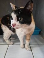 17/08 - FOURRIÈRE Chat, chat en fourrière à la SCPA de Carcassonne