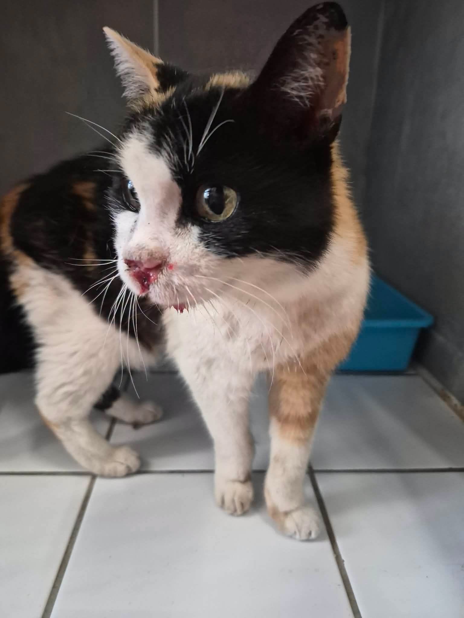 17/08 - FOURRIÈRE Chat, chat en fourrière à la SCPA de Carcassonne