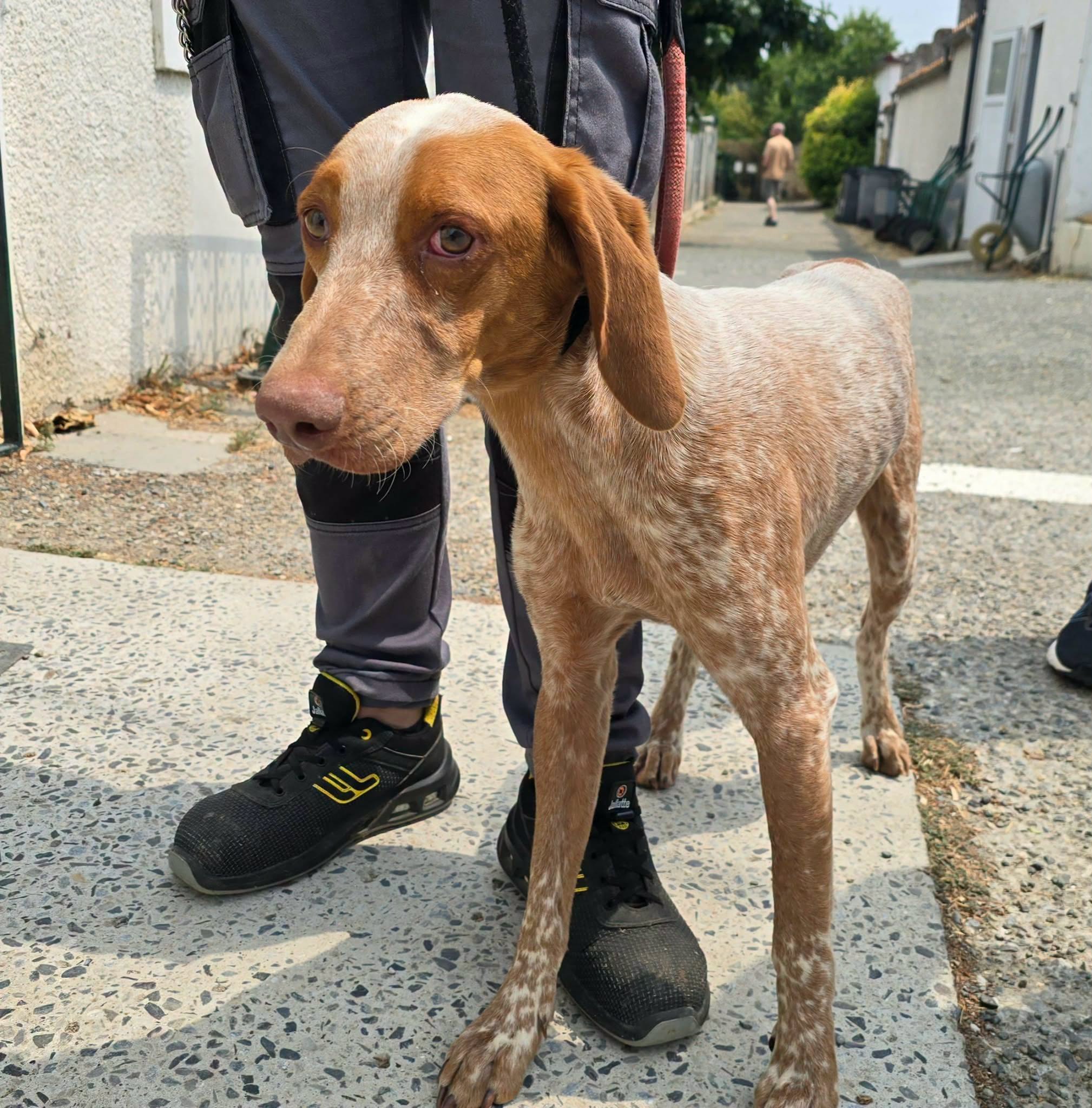 Lire la suite à propos de l’article 27/07 – FOURRIÈRE Chien/ Dog Pound – CC258