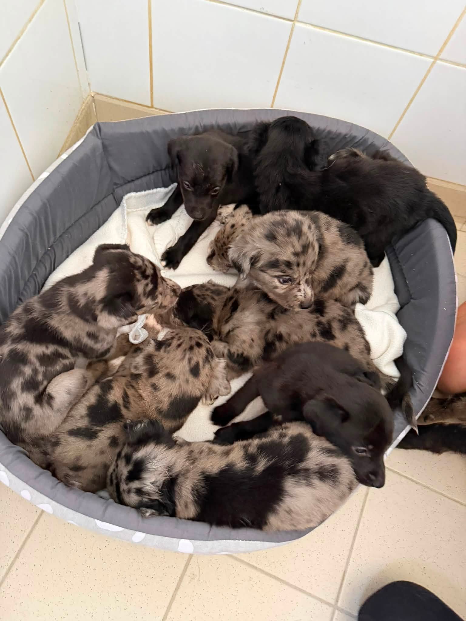 FO chiots