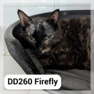 Firefly, chat à l’adoption à la SCPA de Carcassonne