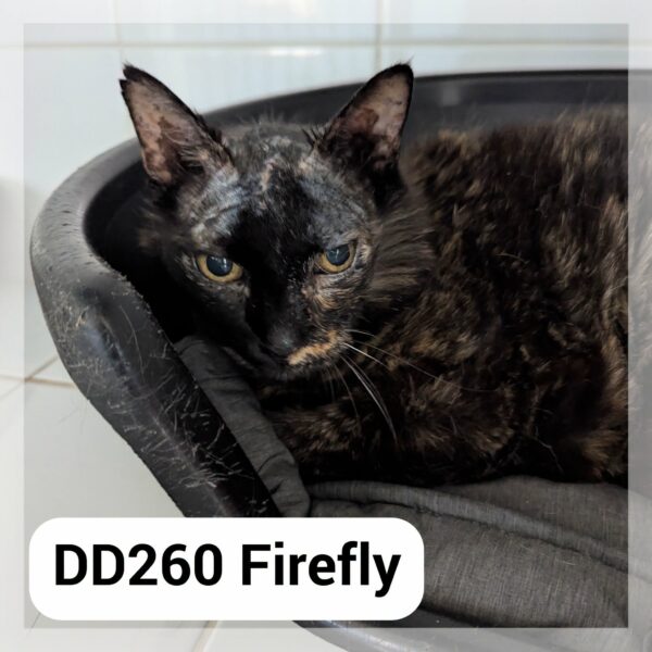 Firefly
