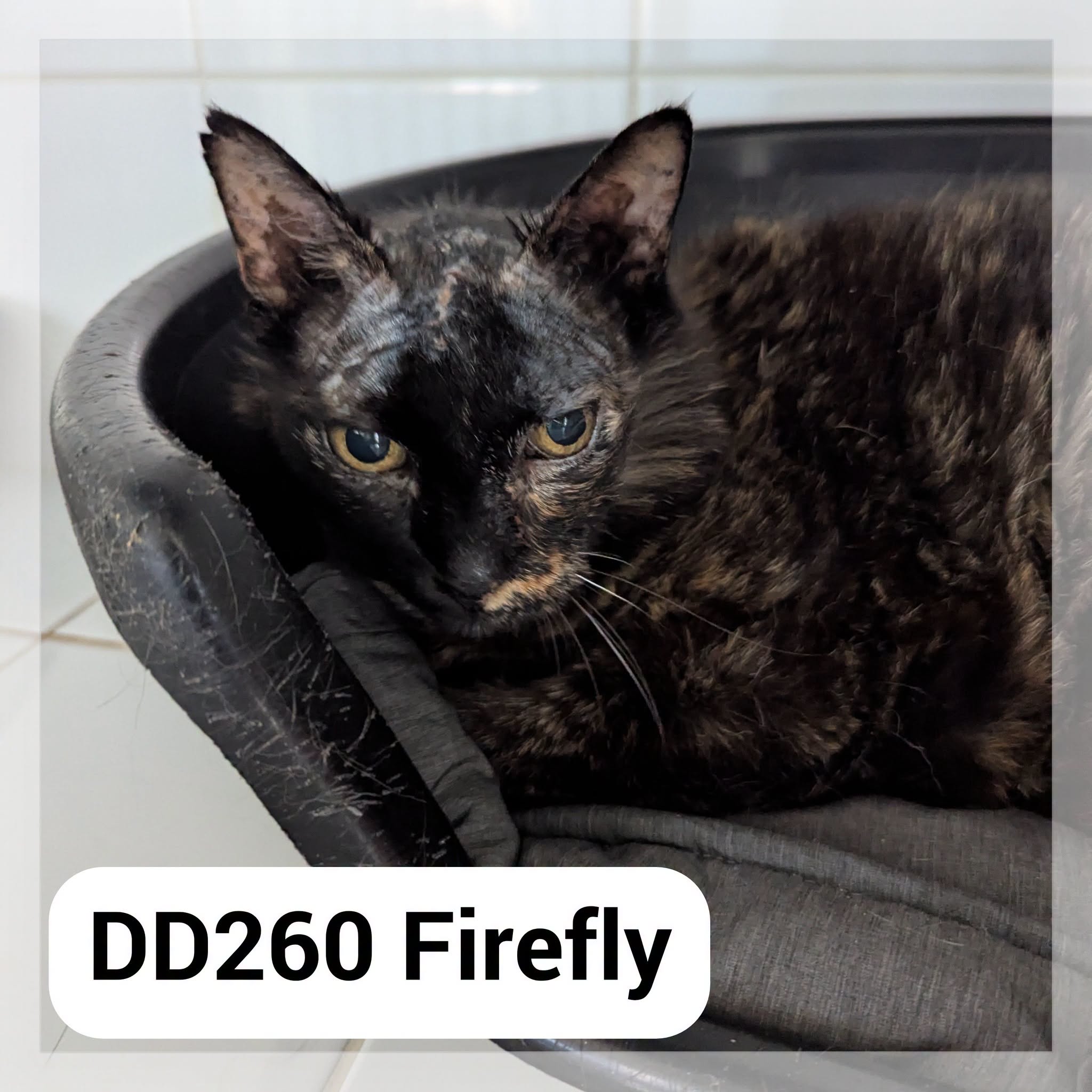 Firefly