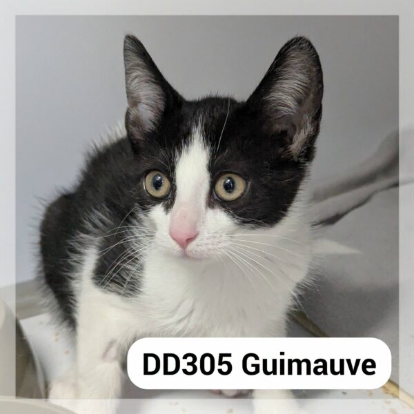 Guimauve