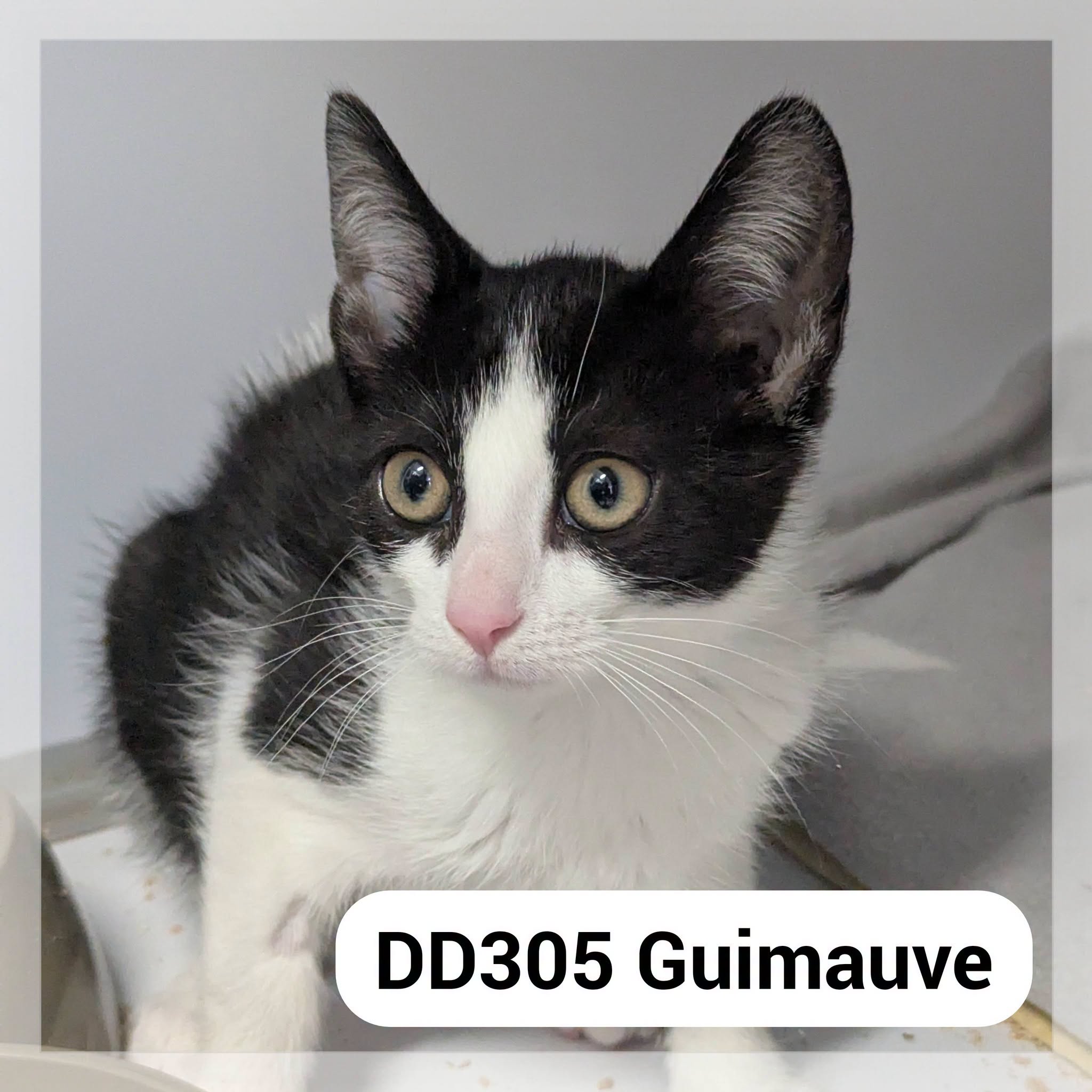 Guimauve