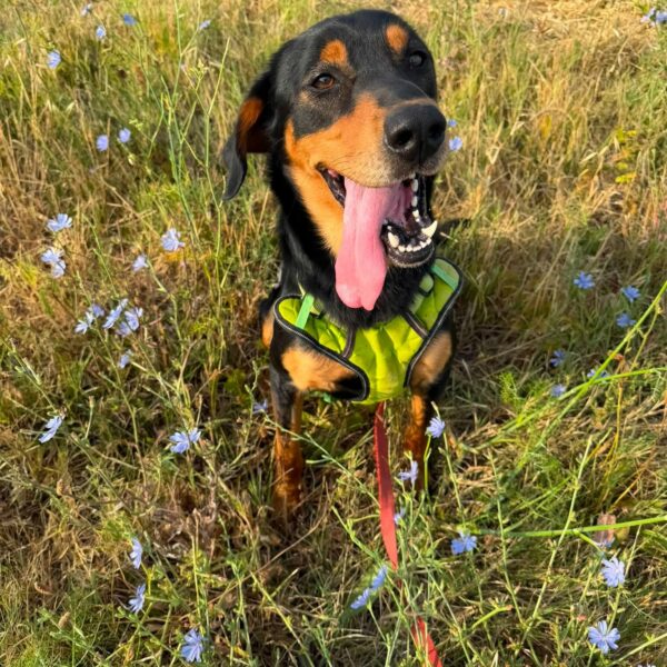 Koda