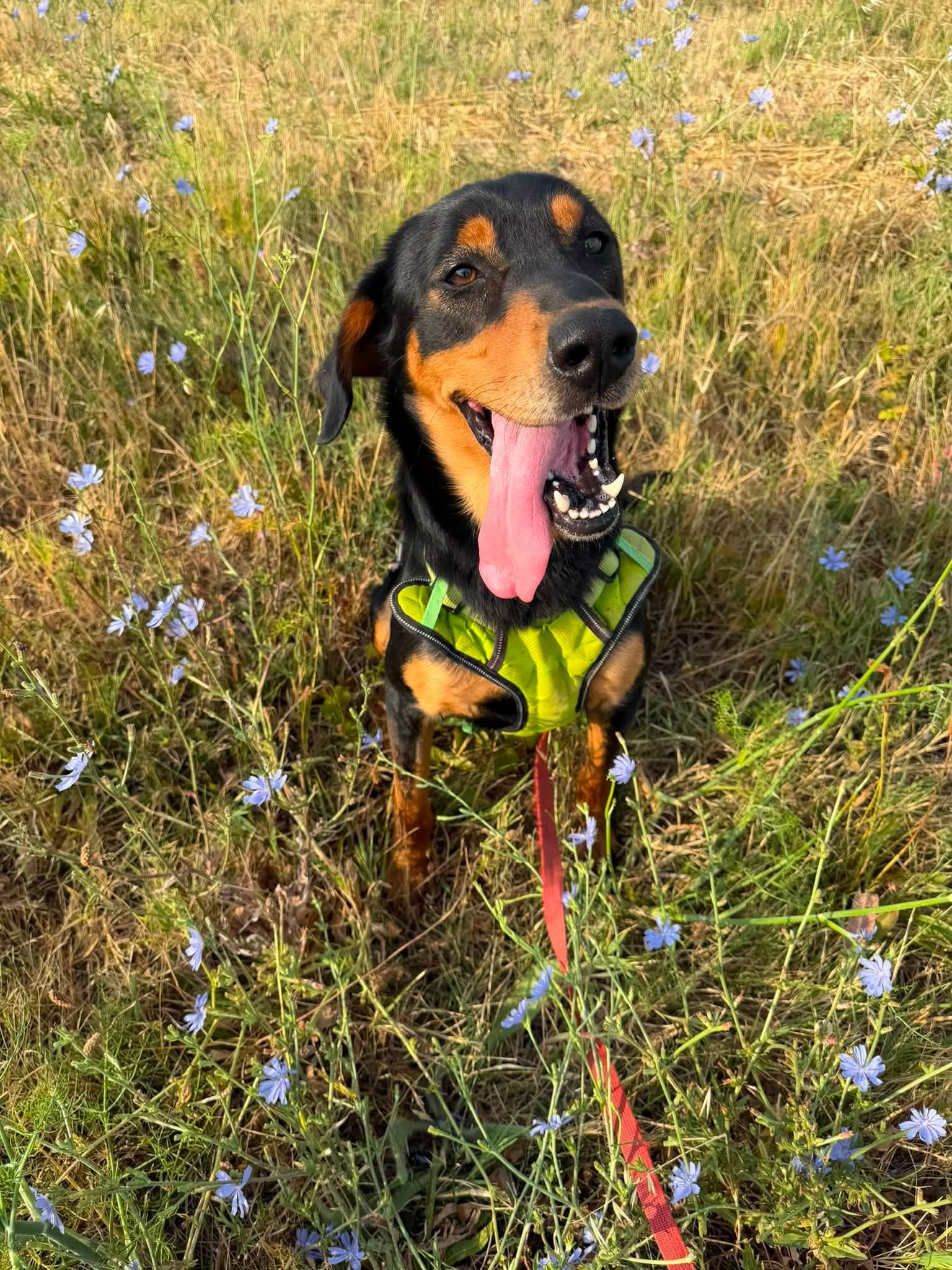 Koda