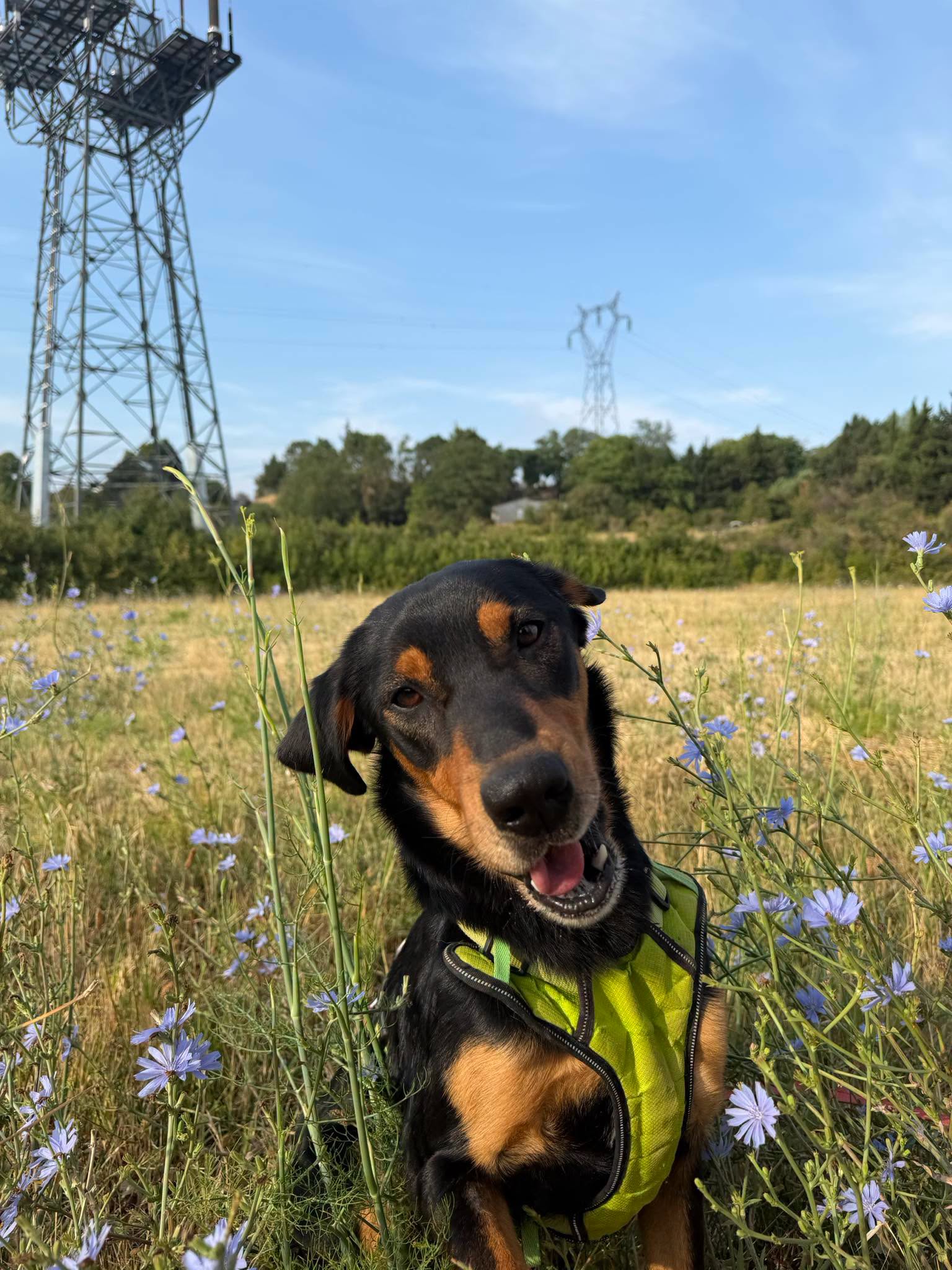 Koda4