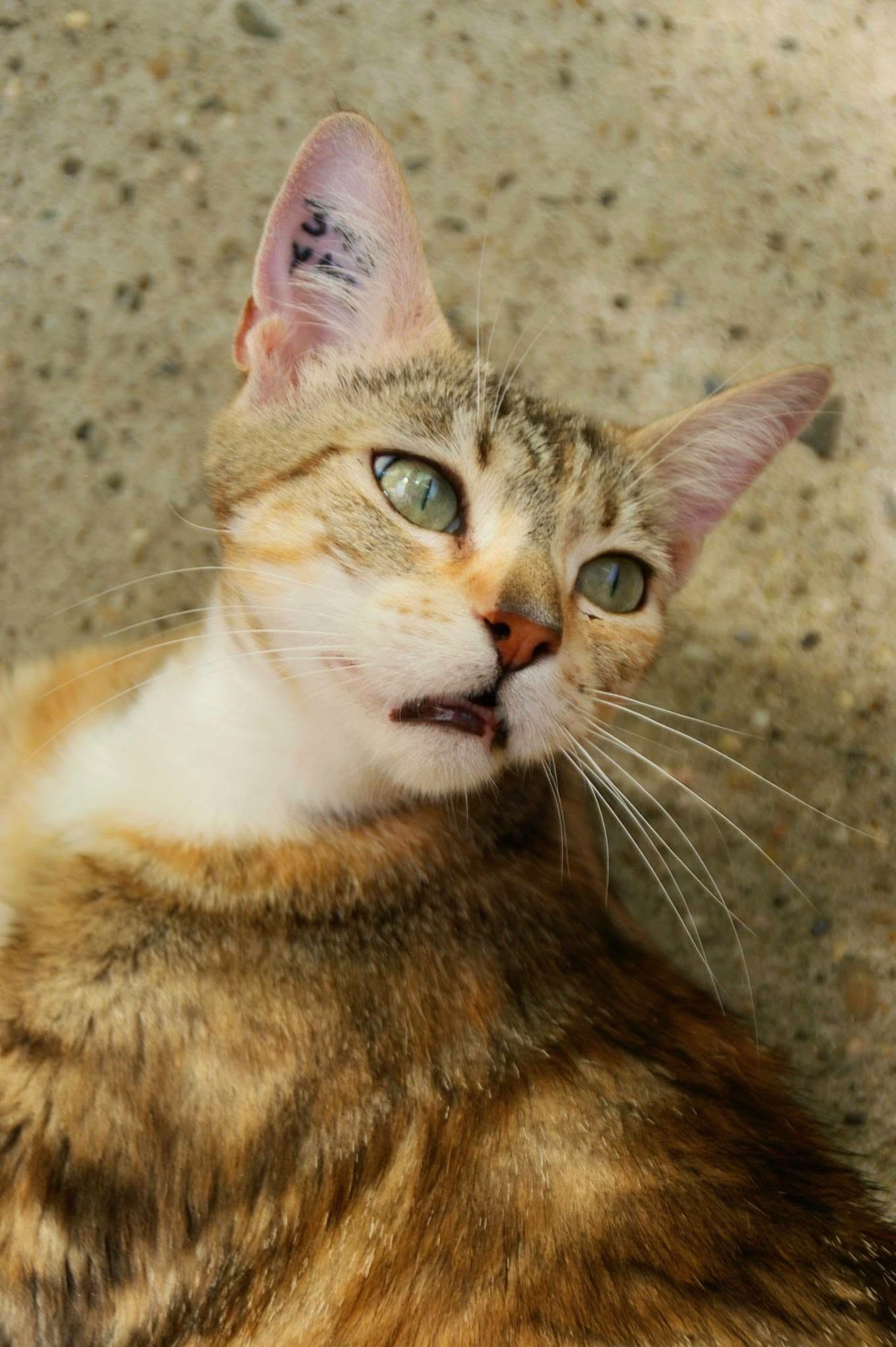 Lili 2