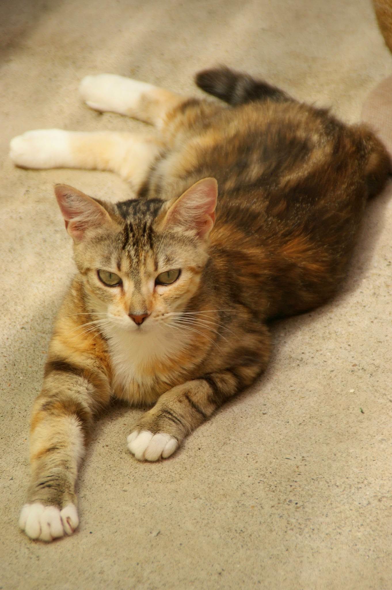 Lili