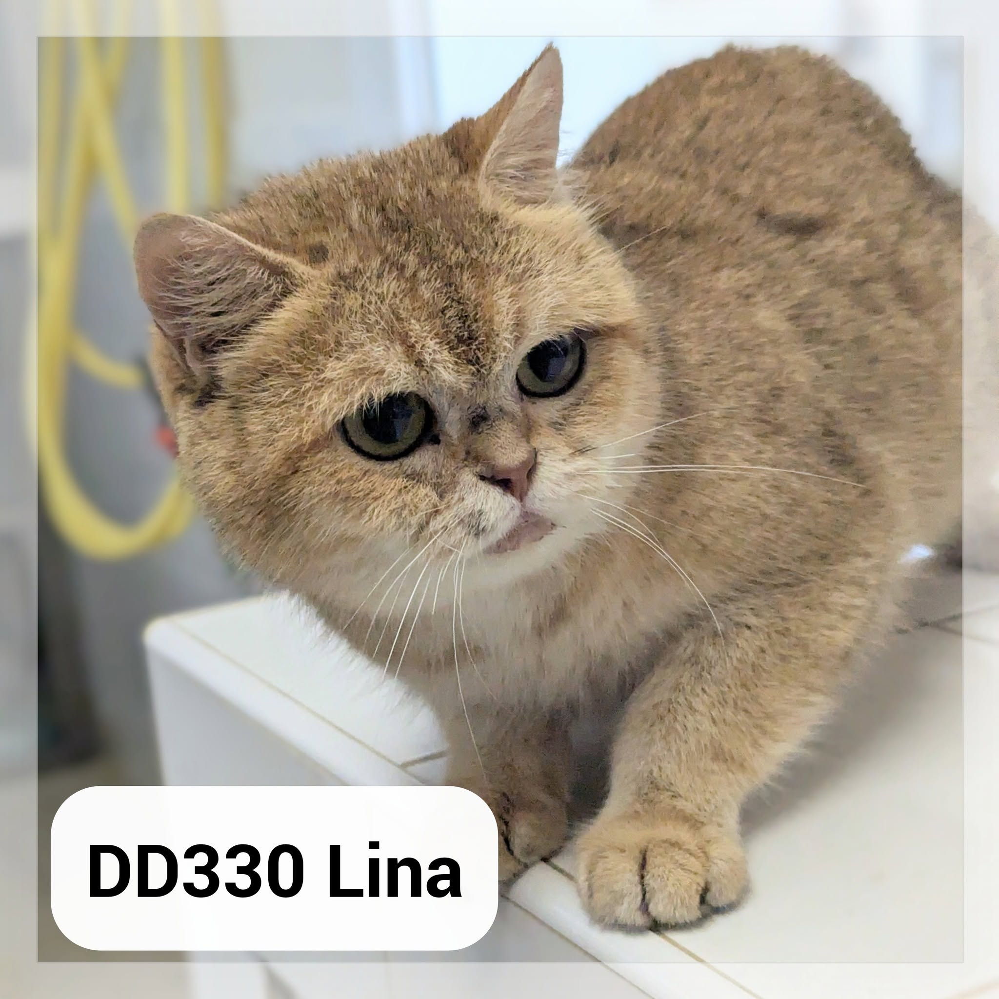 Lire la suite à propos de l’article Lina