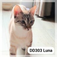 Luna - F.A., chat à l’adoption à la SCPA de Carcassonne